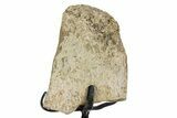 Fossil Hadrosaur Vertebra Process w/ Metal Stand - South Dakota #354307-1